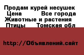 Продам курей несушек › Цена ­ 350 - Все города Животные и растения » Птицы   . Томская обл.